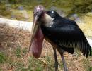 The ugliest stork